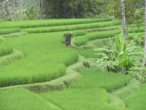 rice-paddy-green.gif